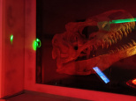 T.Rex Mission : l'escape game avec plein de dinosaures chez Escape Lab