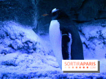 Les Manchots de l'Aquarium Sea Life