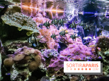 L'Aquarium de la Porte Dorée se renouvelle