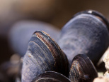 Les moules sont de retour .... dans la Seine ! Quelles sont les conséquences ?
