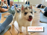 Puppy Yoga Paris, des séances de yoga tout en câlins avec d'adorables chiots - Prochaines dates