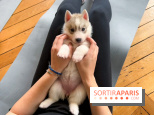 Puppy Yoga Paris, des séances de yoga tout en câlins avec d'adorables chiots - Prochaines dates