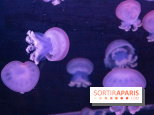 L'Aquarium de Paris ouvre son Médusarium