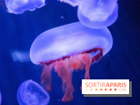 L'Aquarium de Paris ouvre son Médusarium