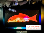 Mythologies du poisson rouge, l'exposition de l'Appart Renoma, nos photos