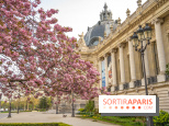 Cerisiers en fleurs à paris et aux alentours - Petit Palais