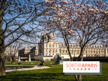 Cerisiers en fleurs à paris et aux alentours - Jardins des Tuileries - magnolias