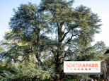 Arboretum de la Vallée-aux-Loups, une balade au milieu des arbres remarquables