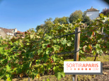 Visuels Paris - Clos Montmartre - Vignes