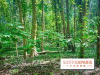 Le Hangar Y à Meudon, nos photos - forêt 