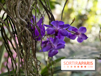 Orchidées - jardin des plantes