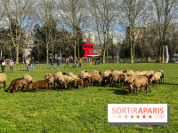 Transhumance à la Villette - 0A0601BF B46E 4CB3 8C5C 8FCED47E3559