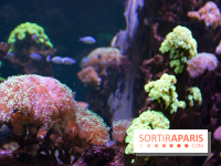 Aquarium Sea Life