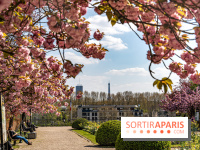 Parc de Bécon à Courbevoie - Pavillon des Indes - Cerisiers en fleurs -  A7C0029