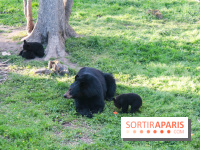 Les tanières du zoo de Thoiry 2023 - Ours