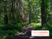 Visuel forêt