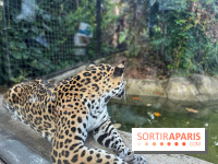 Nocturnes au Parc Zoologique de Paris - IMG 3532