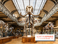 Le mammouth de Durfort restauré au Muséum national d’Histoire naturelle -  A7C7412