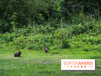 Base de loisirs de Saint-Quentin-en-Yvelines - Ile de loisirs de Trappes - activités