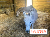 La ferme de la Villette et ses animaux - image00021