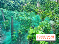 Vignes vendanges - visuels - image00016