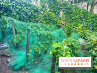 Vignes vendanges - visuels - image00018