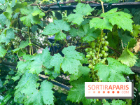 Vignes vendanges - visuels