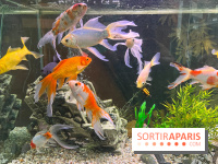 La Maison de la Pêche et de la Nature - image00003