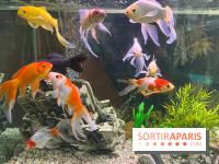 La Maison de la Pêche et de la Nature - image00004