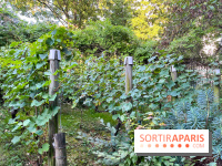 Vignes de Belleville - image00007