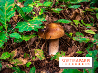 Le sentier des Maréchaux à Senlisse - Vallée de Chevreuse -  champignons