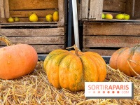 Automne au Potager du Roi - Citrouilles - Halloween - image00012