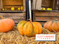 Automne au Potager du Roi - Citrouilles - Halloween