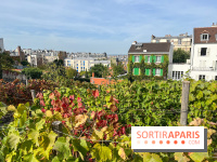 Vignes Montmartre
