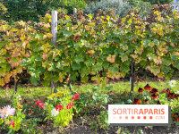 Vignes Montmartre