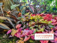 Automne Tropical 2023