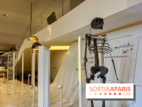Le musée de l'Homme - collections permanentes