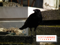 Le Père Lachaise, le cimetière le plus mythique de Paris et ses tombes de personnalités célèbres