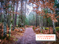 Le sentier de l'érosion à Fontainebleau - balade en forêt -  A7C4633