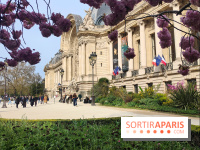 Visuel Paris 8e - Petit Palais printemps cerisiers fleurs 