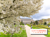Visuel Paris 5e - jardin des plantes  - printemps - cerisiers