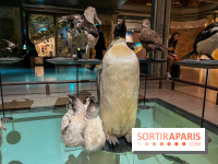 Grande Galerie de l'évolution- visuels 2024 - image00095