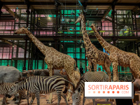 Grande Galerie de l'évolution- visuels 2024 - image00073