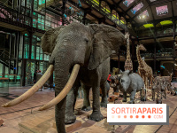 Grande Galerie de l'évolution- visuels 2024 - image00062