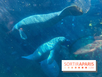 Zoo de Vincennes, Parc zoologique 2024 - lamantin