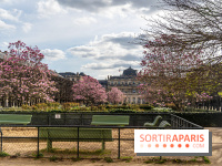 Les magnolias du Jardin du Palais Royal