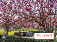 Les magnolias du Jardin du Palais Royal  - printemps - visuel Paris