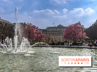 Les magnolias du Jardin du Palais Royal  - printemps - visuel Paris - fontaine - chaleur - beau temps