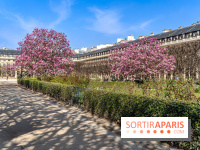 Les magnolias du Jardin du Palais Royal  - printemps - visuel Paris