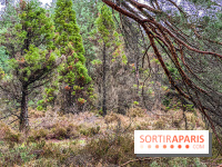 Arbor&Sens, l'Arboretum de Franchard en forêt de Fontainebleau - les photos - IMG 7923
